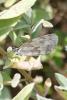 Melanargia lachesis